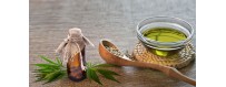 Cultivation Hemp Seeds