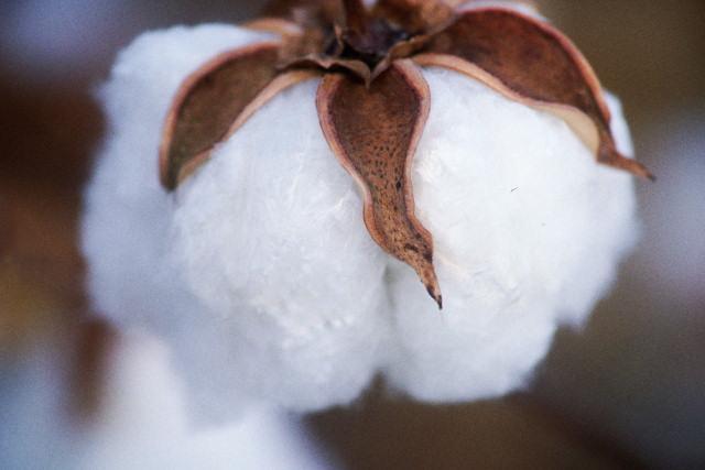 COTONE PER RIGENERABILI coil atomizzatori