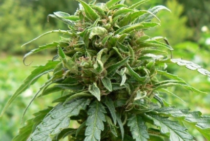 Vendita Cannabis Growshop a rischio